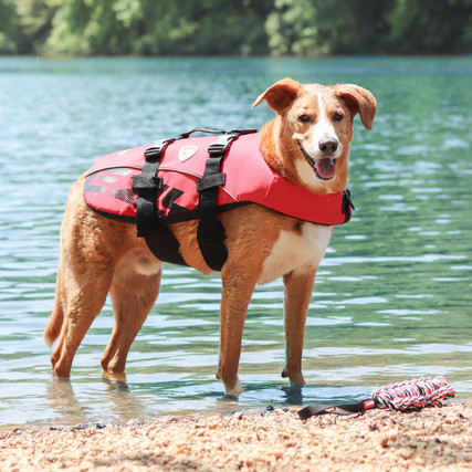 ezydog lifejacket