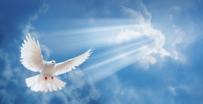 clouds and dove background