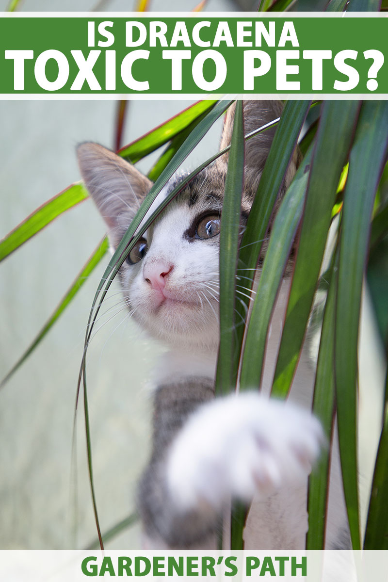 dragon tree plant cats