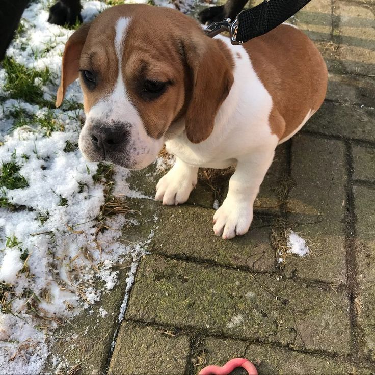 frenchie beagle mix