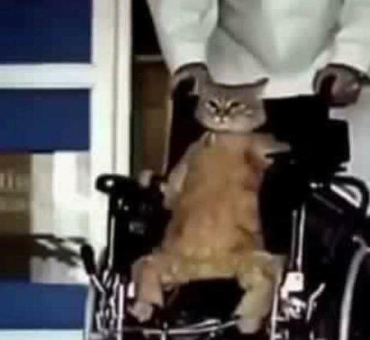 cat in wheelchair meme