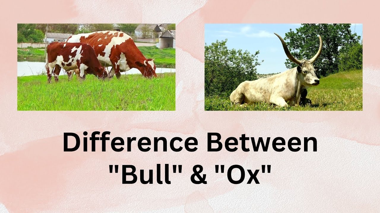 difference ox and bull