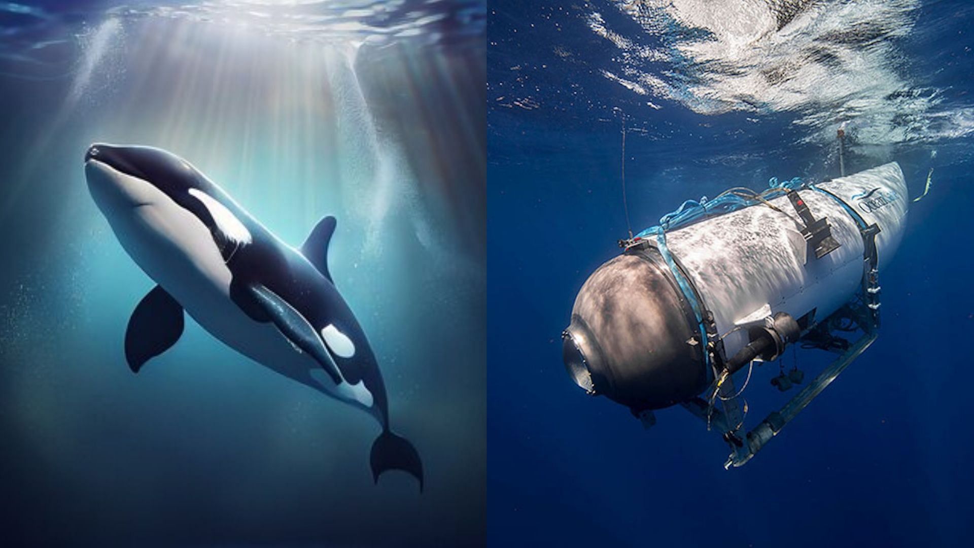 orcas and the missing submarine