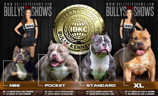 american bully kennel club