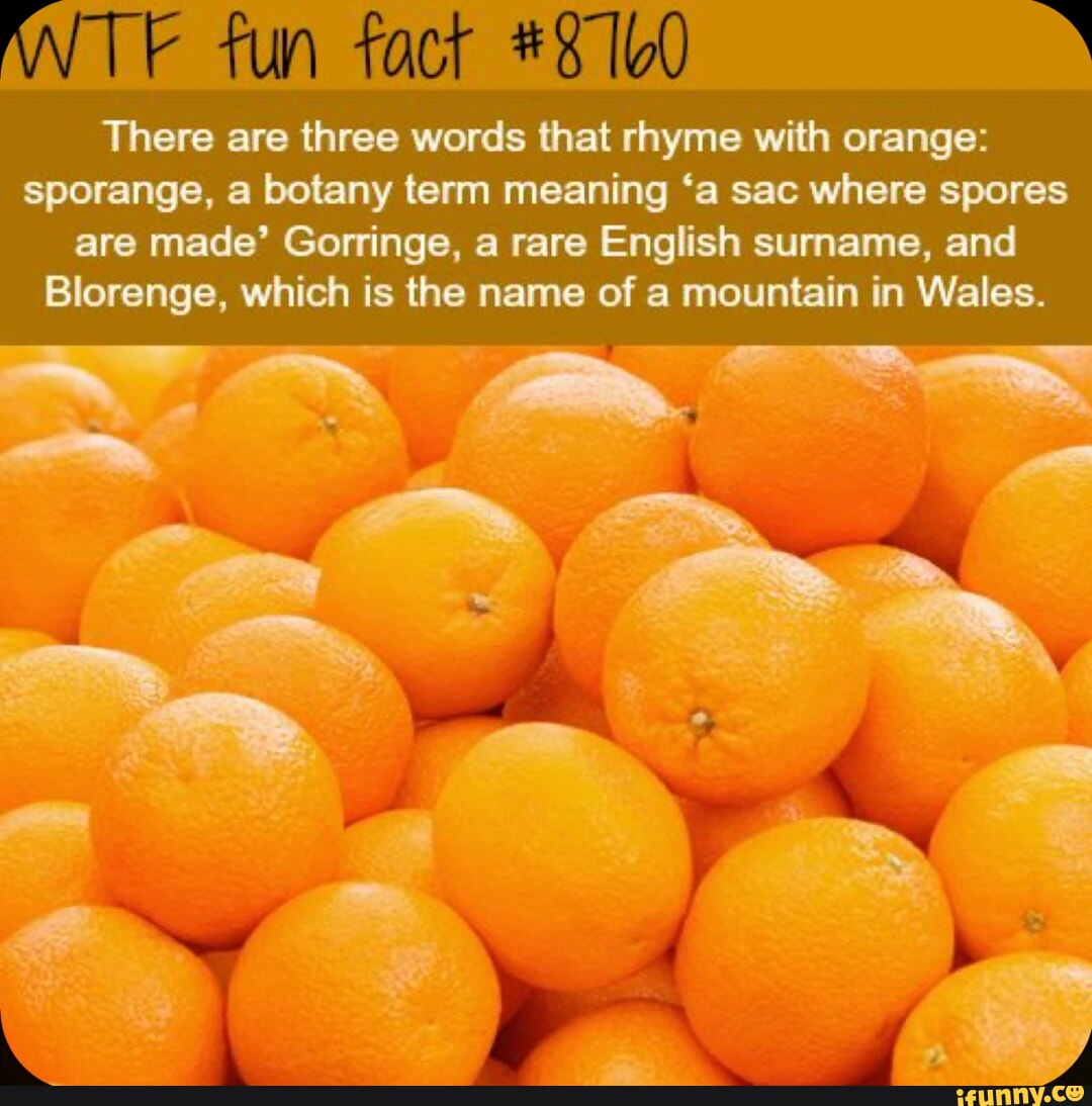 what does sporange mean