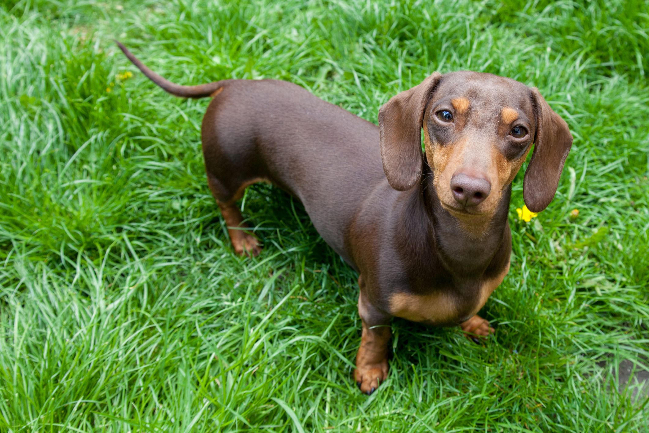 short haired mini dachshund