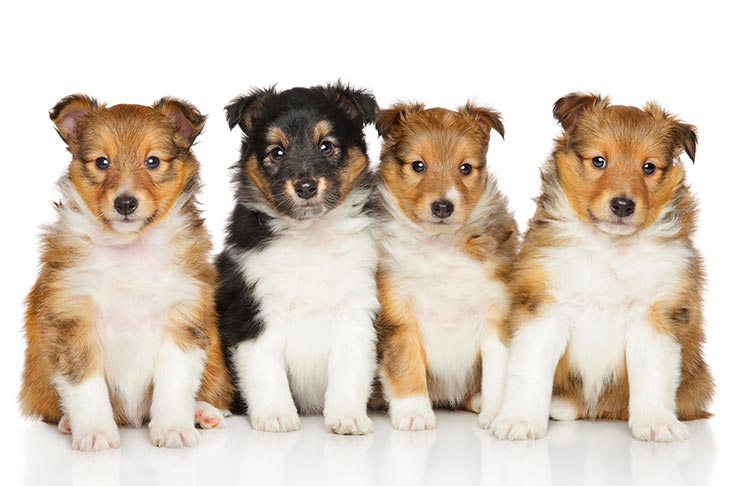 shetland sheepdogs for sale