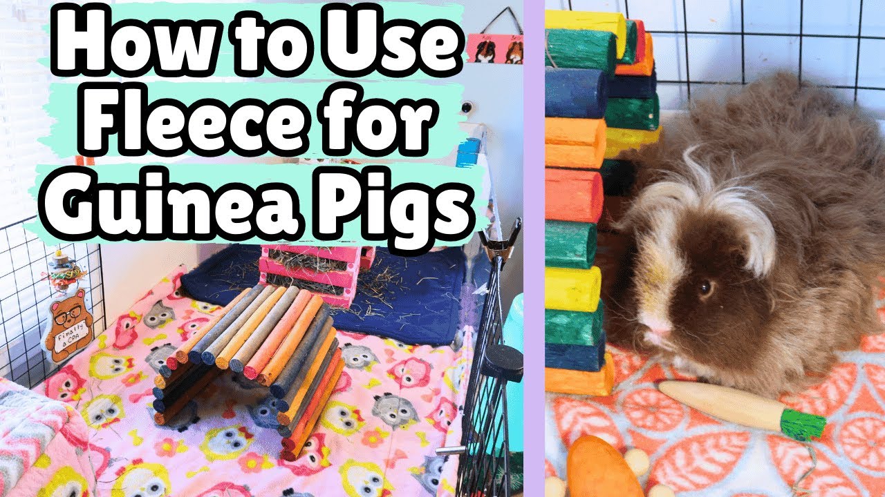 blankets for guinea pigs