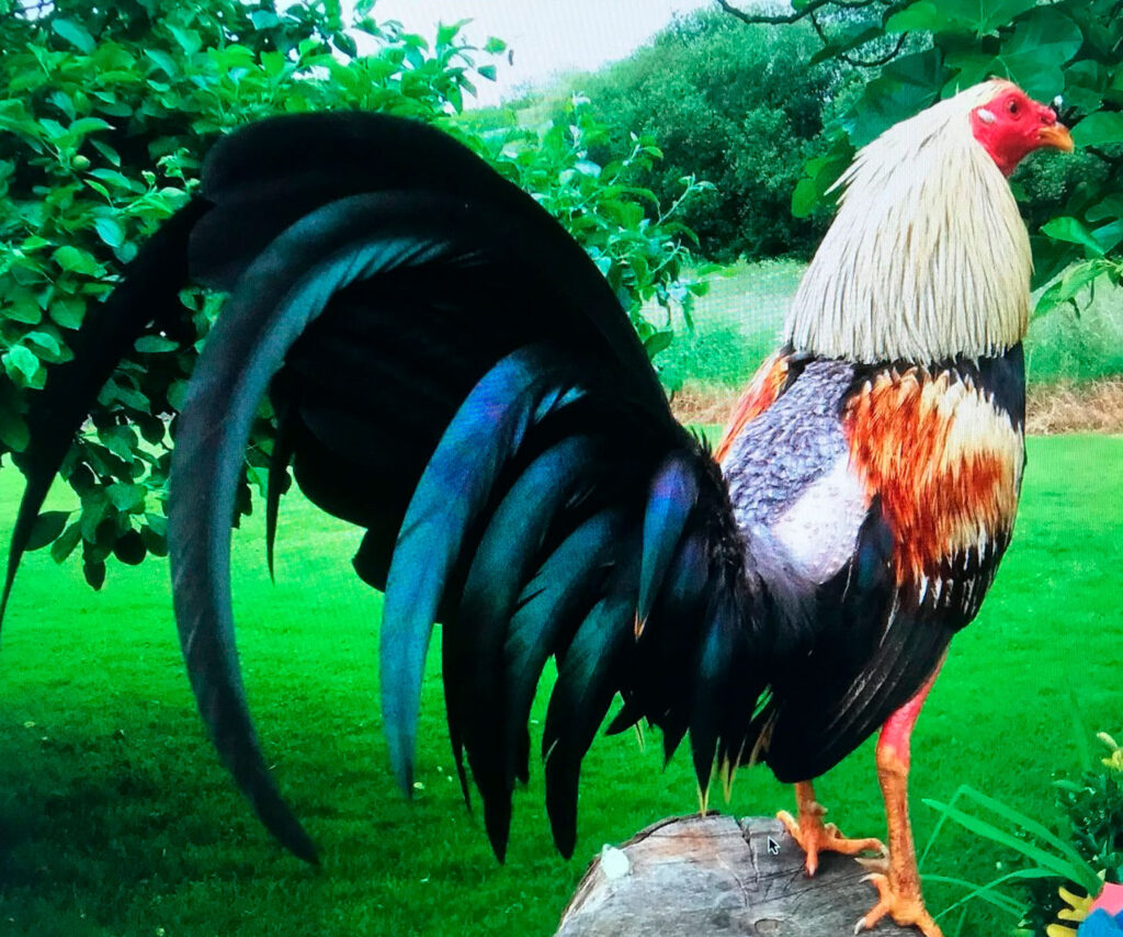 foto de gallos de pelea