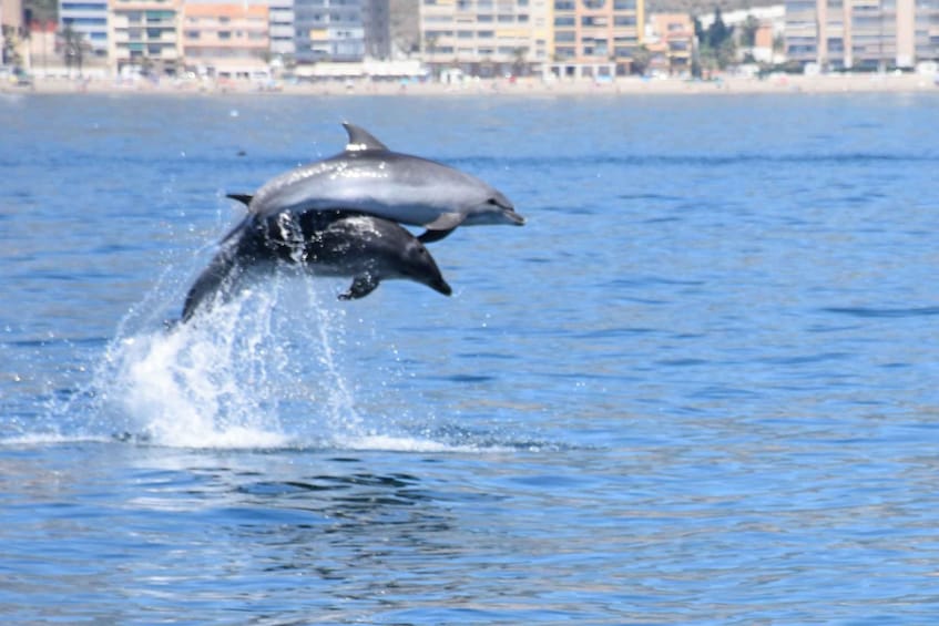 benalmadena dolphins