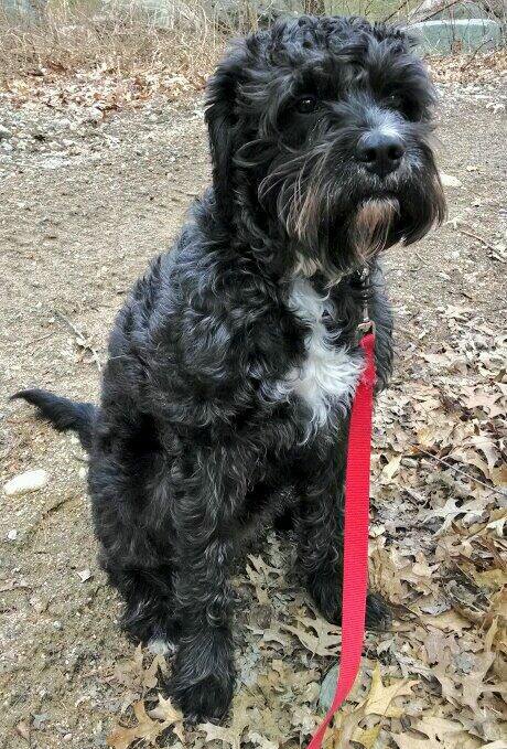 poodle and boxer mix