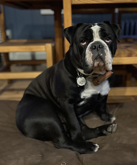 black old english bulldog