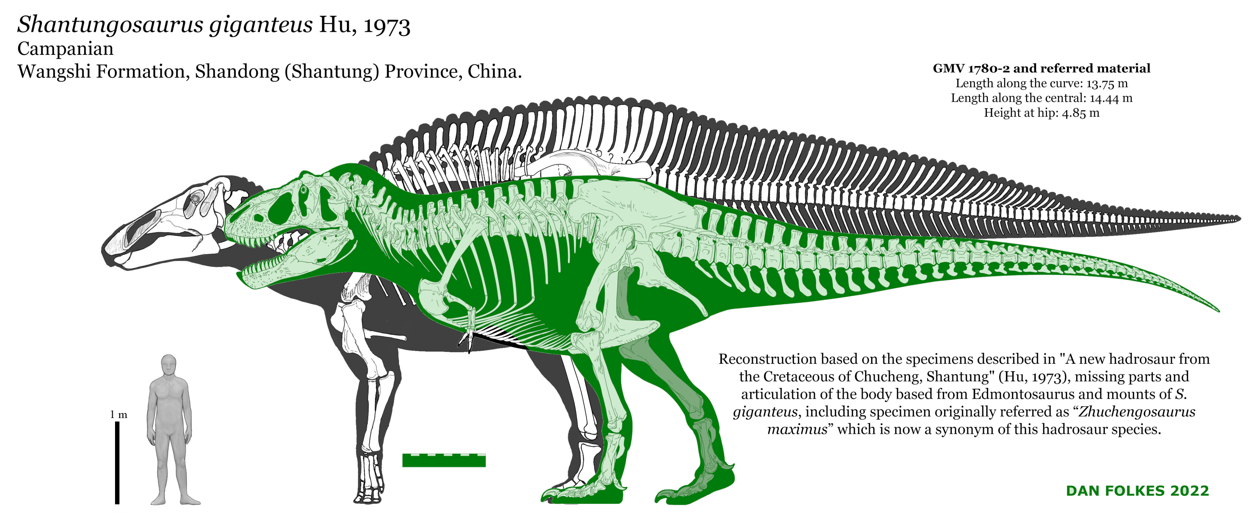 shantungosaurus vs t rex size