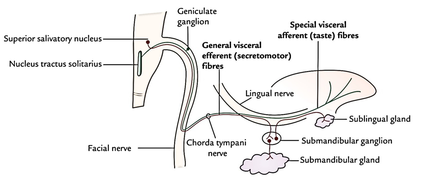 chorda tympani