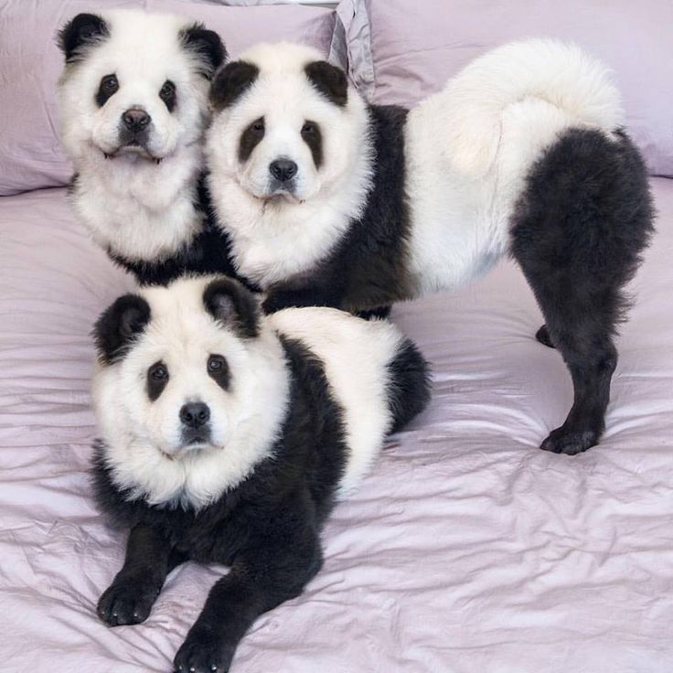 chow chow cachorro panda