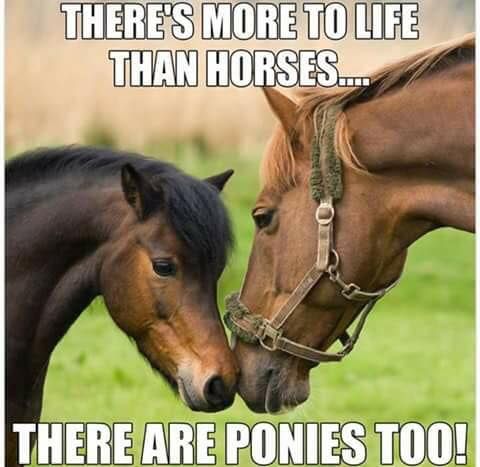 hilarious horse quotes