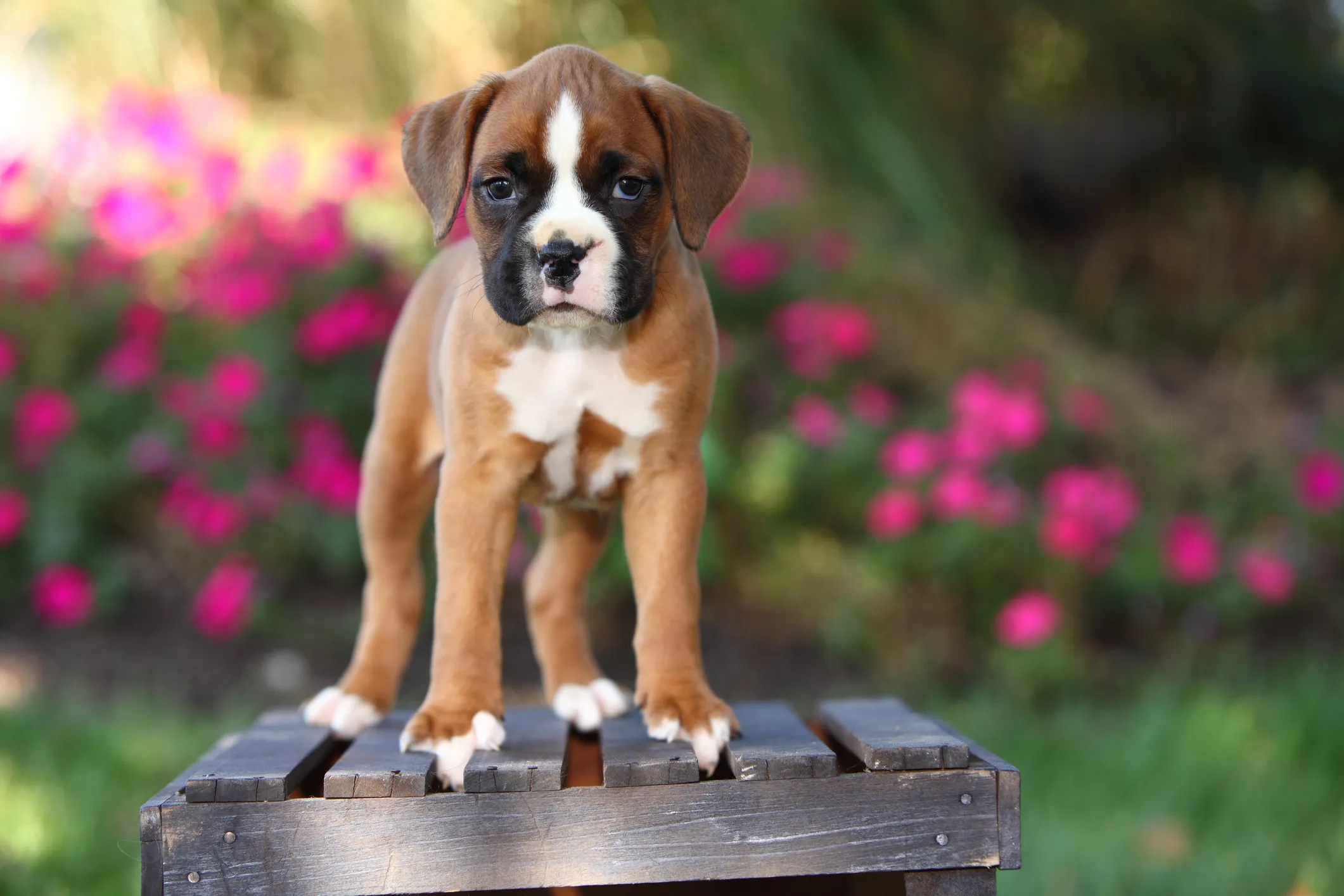 boxer dog puppies