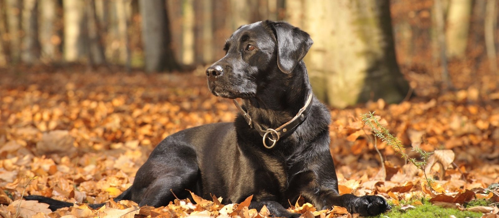 black labrador price