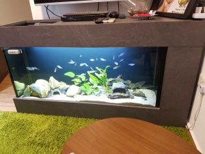 6ft fish tank aquarium