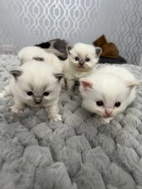 kittens for sale in ipswich