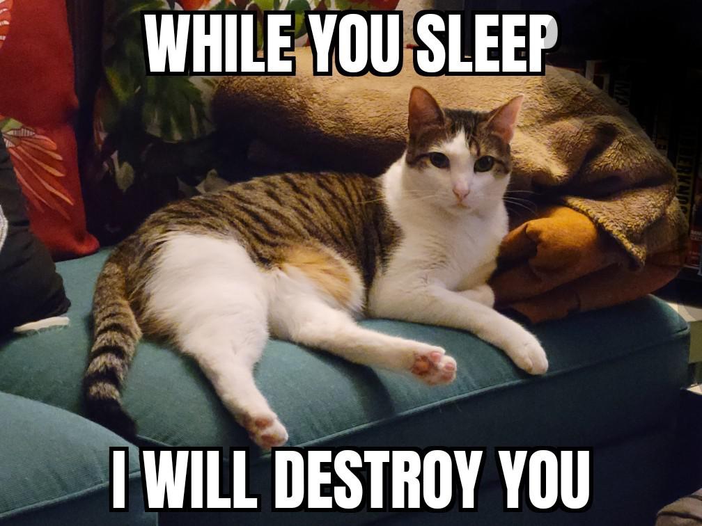 evil cat meme