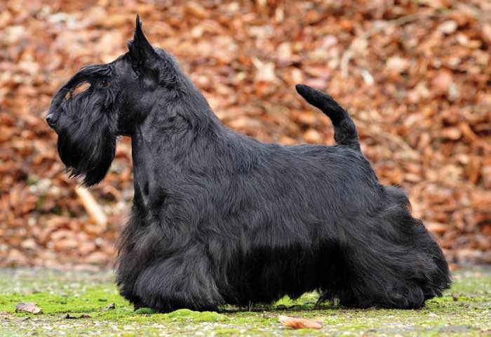 scottie puppies for sale ontario