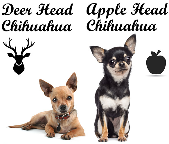 apple head vs deer head chihuahuas