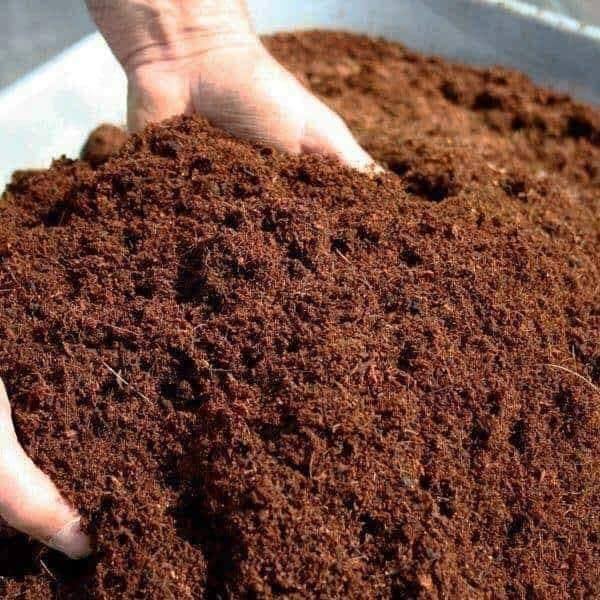 coco peat wholesale price