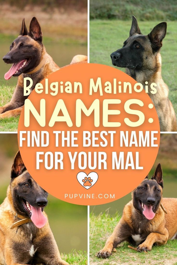 belgian puppy names