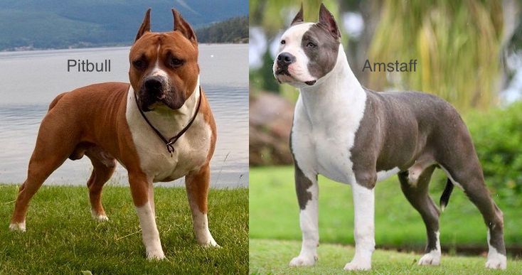 american pitbull terrier vs american staffordshire terrier