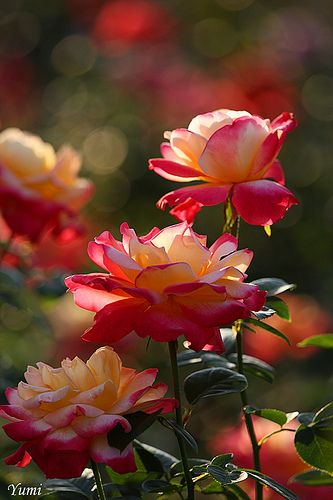 gorgeous roses images