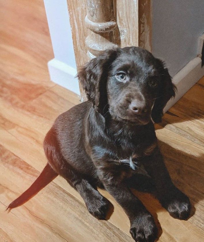 cocker spaniel beagle mix