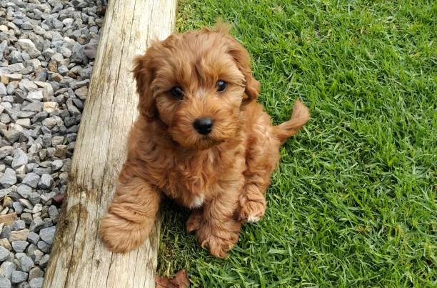 cavapoo welpen