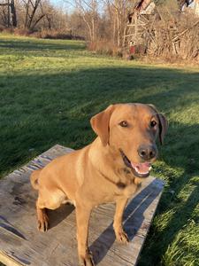 fox red lab puppies for sale in ny