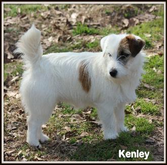 jack russell long haired puppies for sale