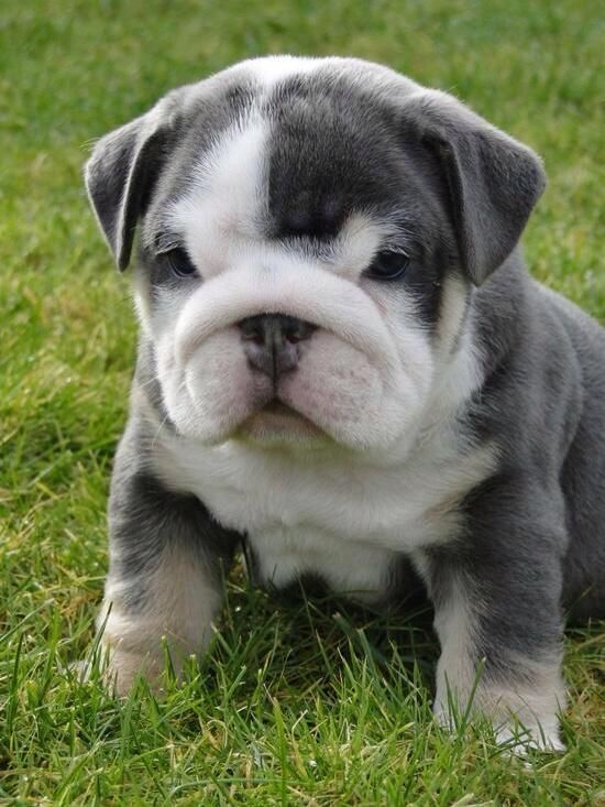 grey bulldog puppy