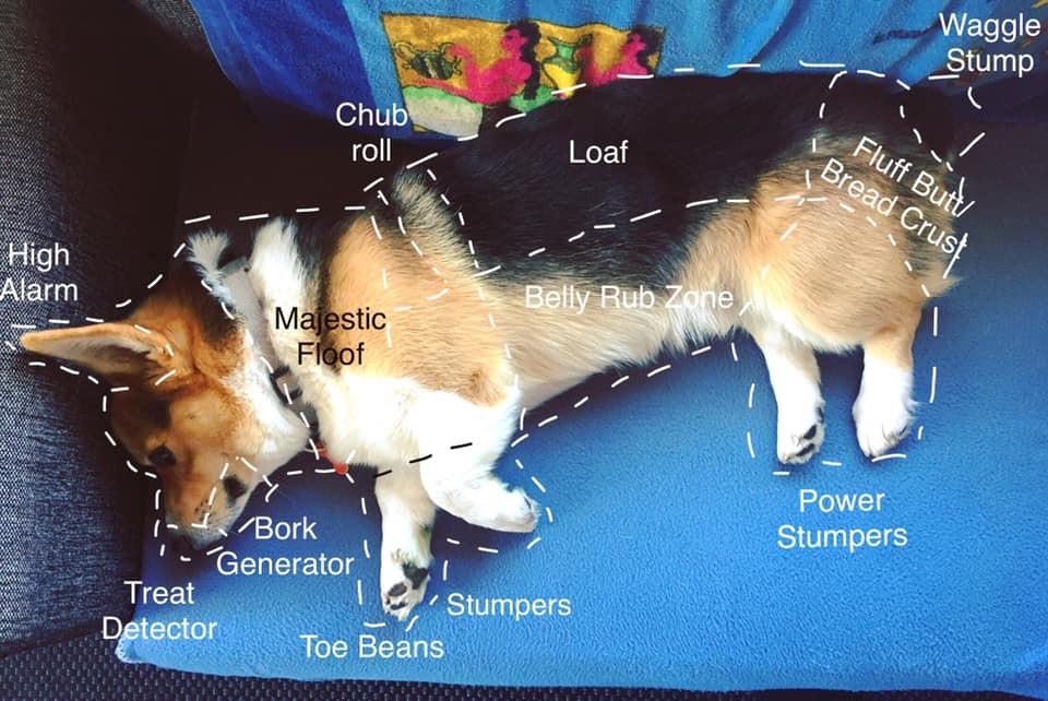 corgi parts