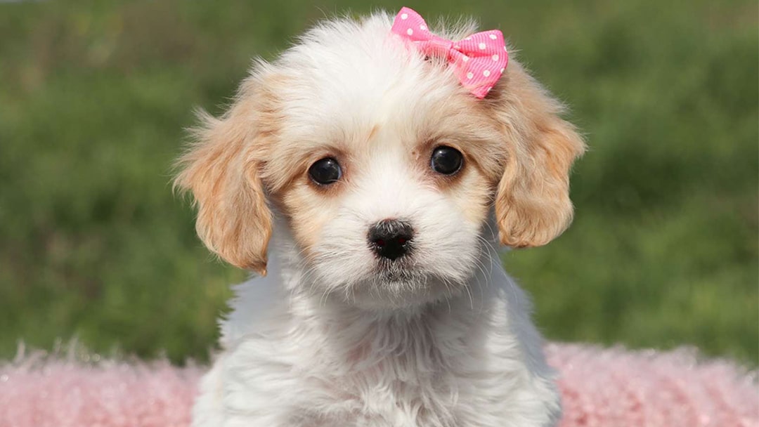 cavachons for sale