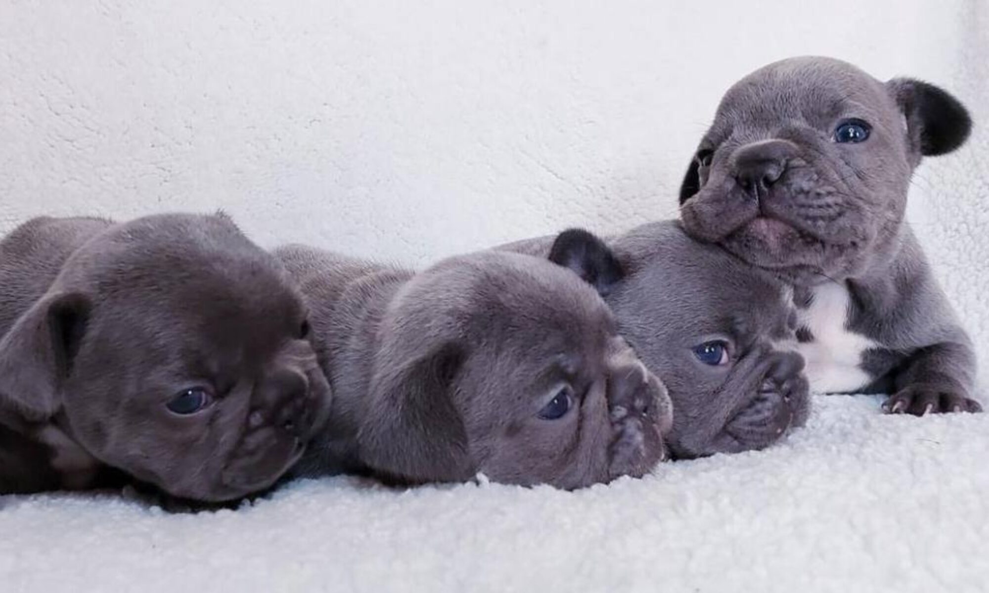 french bulldog puppies for sale in ct