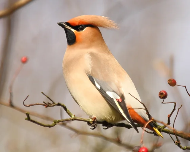 lancashire birds latest sightings