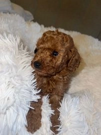 poodles for sale in kent