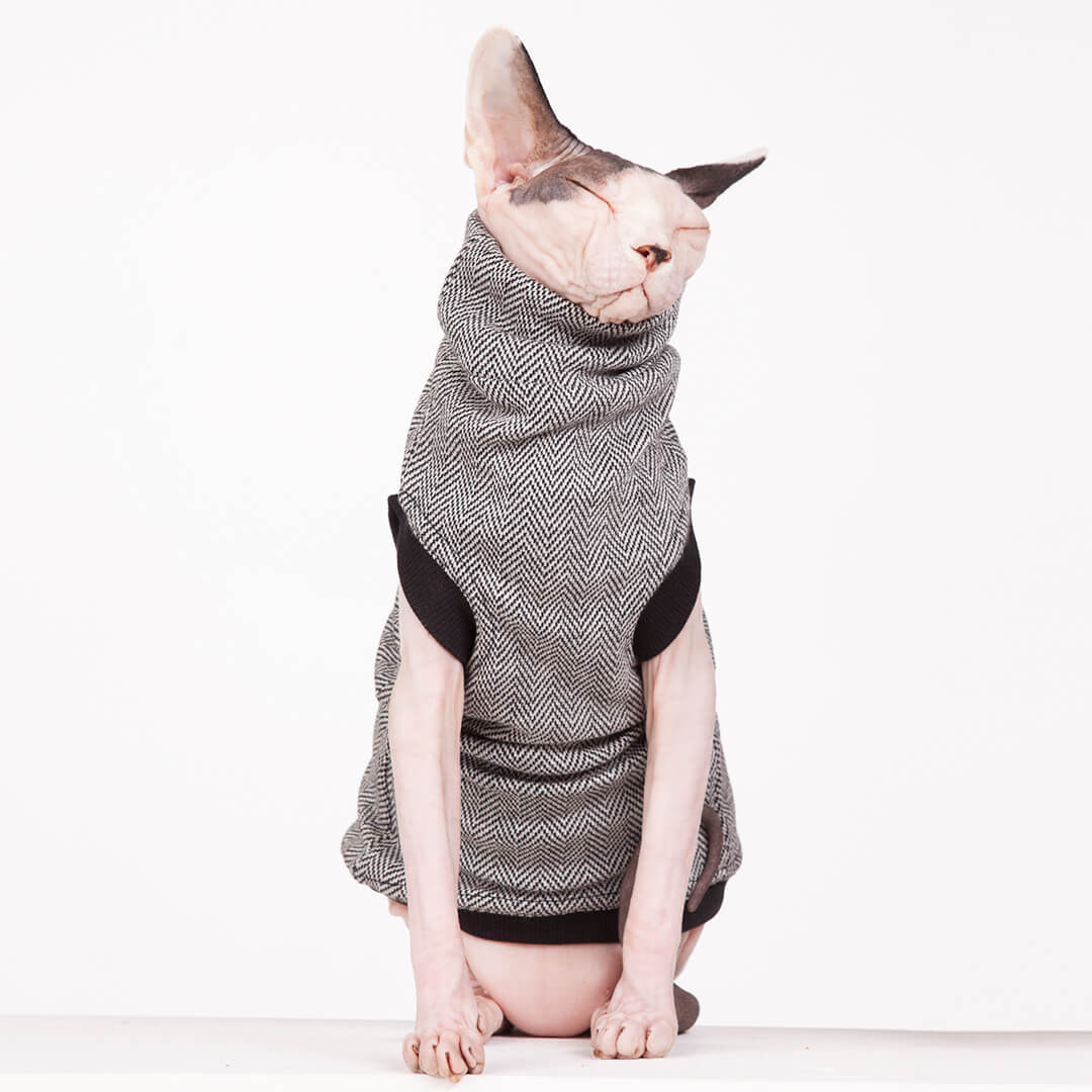 sphynx cat wear