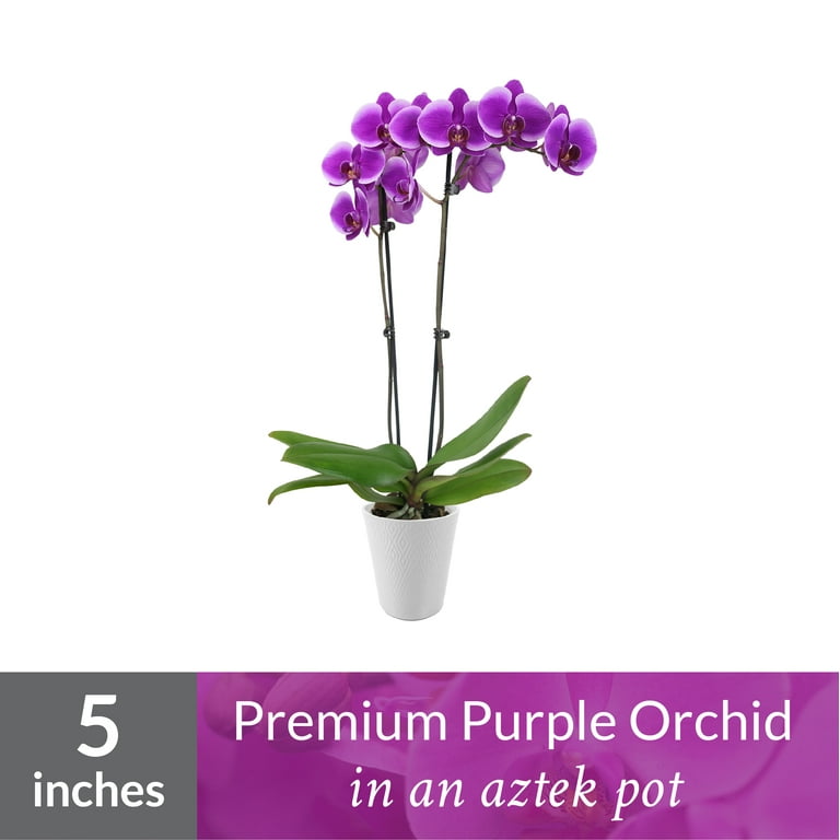 orchid plant walmart