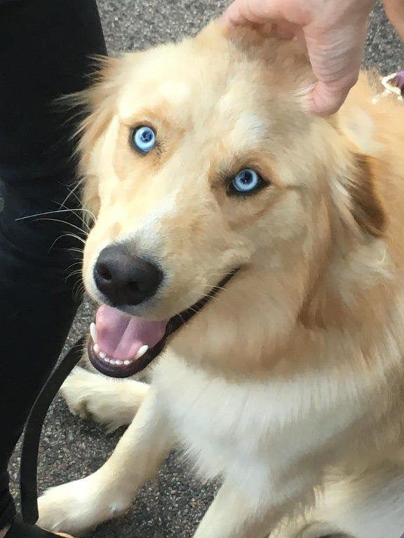 husky mixed golden retriever