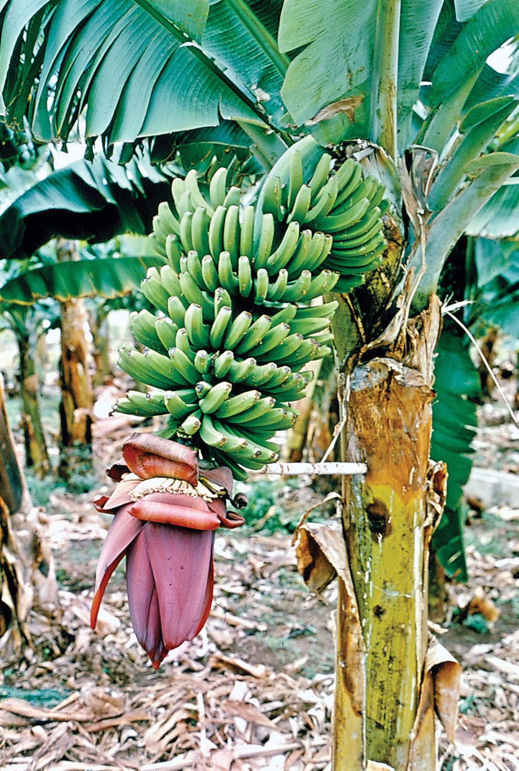 picture of banana tree