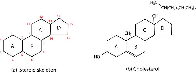 is cholesterol a steroid