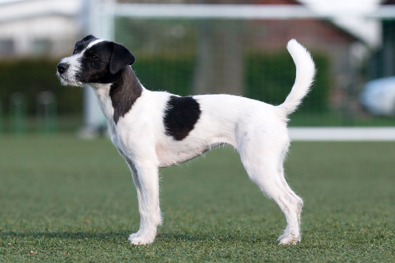 parson russell terrier dog breed