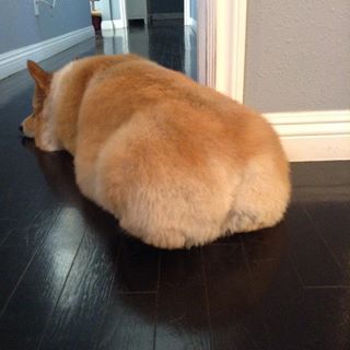 corgi loaf of bread