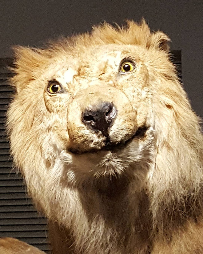 taxidermia fail