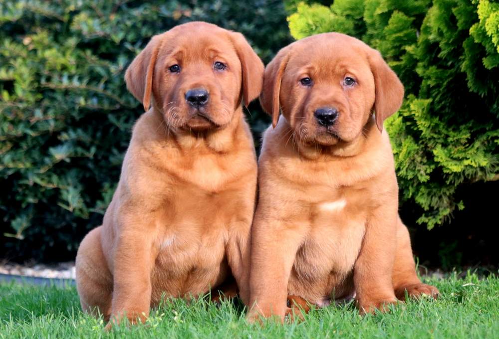 fox red lab puppies for sale in va